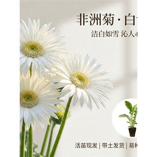 非洲菊白雪花苗5颗扶郎花小苗高杆重瓣大花四季开花鲜切花
