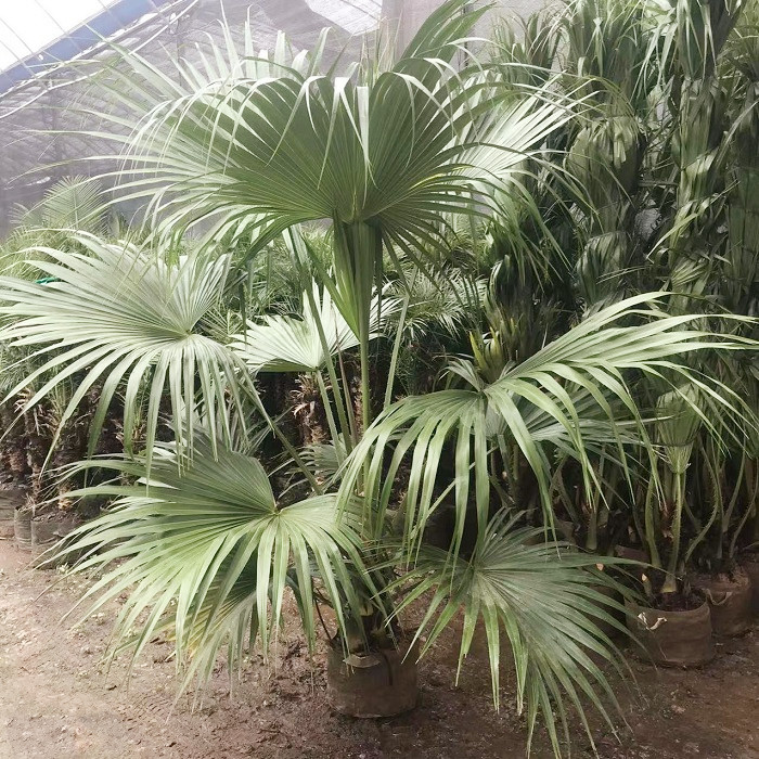 大叶蒲葵盆栽棕榈绿植走