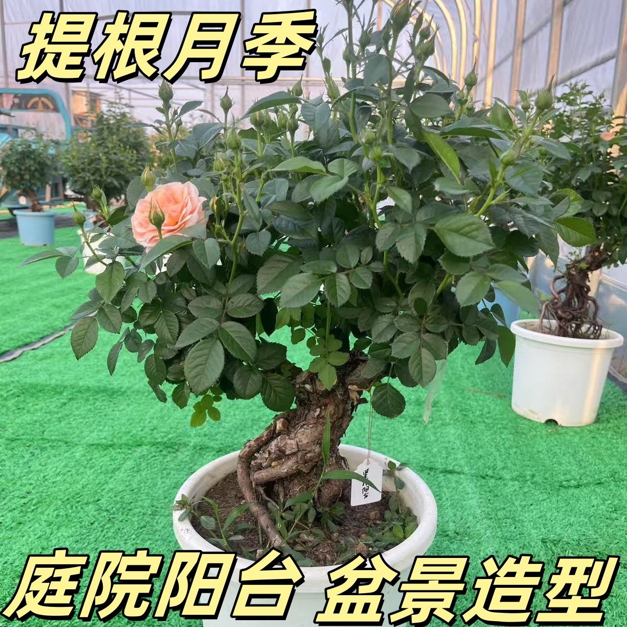 提根月季 高端造型盆景月季 大花小花 浓香淡香 微月欧月 四季开