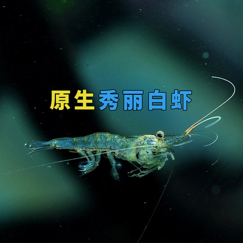 秀丽白虾冷水观赏虾r白虾工具虾E丝藻钢毛藻绿藻除藻虾广东