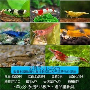 观赏虾水族淡水鲜活小虾鱼缸B除藻虾螺M蟹清洁虾工具虾除藻