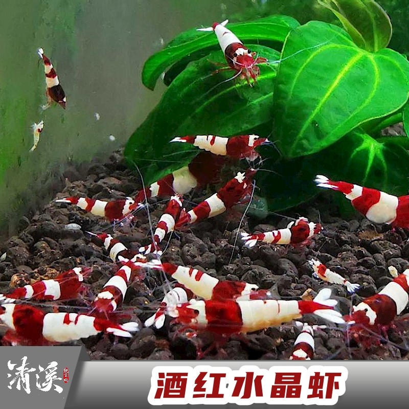 酒红水晶虾淡水鱼缸除藻工具观赏鲜活大小体型宠物台系纯血蝦包邮,宠物/宠物食品及用品,虾,淘宝优惠券,粉丝福利购,淘宝优惠卷