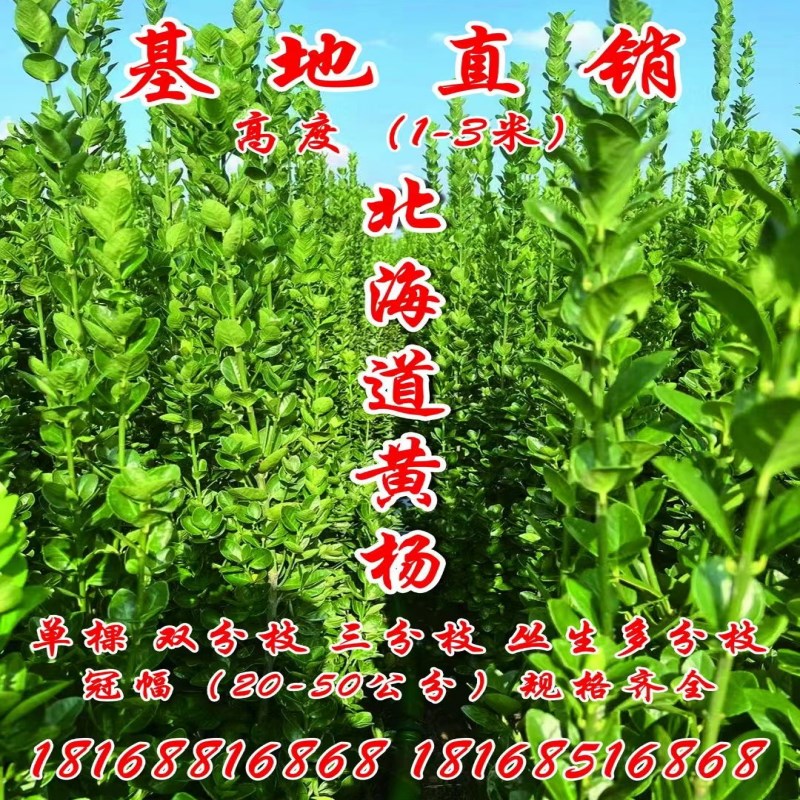 四季常青丛生北海道黄杨绿篱围栏围墙篱笆植物冬青树苗庭院绿化苗