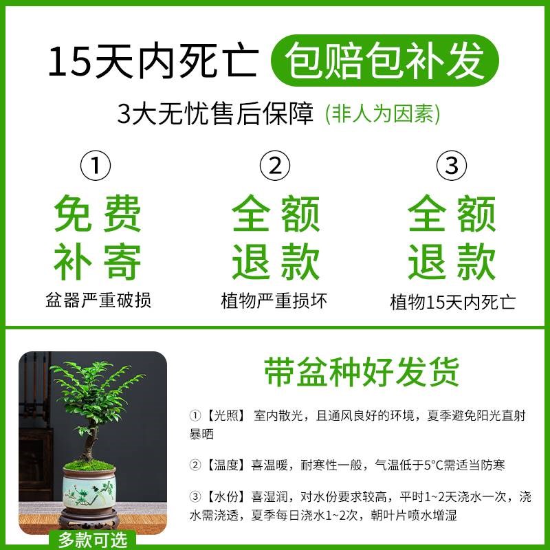 小叶紫檀盆景绿植盆栽室内办公室桌面花卉树苗植物老桩四季好养活