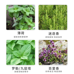 食用香草苗四季盆栽薄荷叶藿香艾草迷迭香百里香九层塔罗勒苗牛排