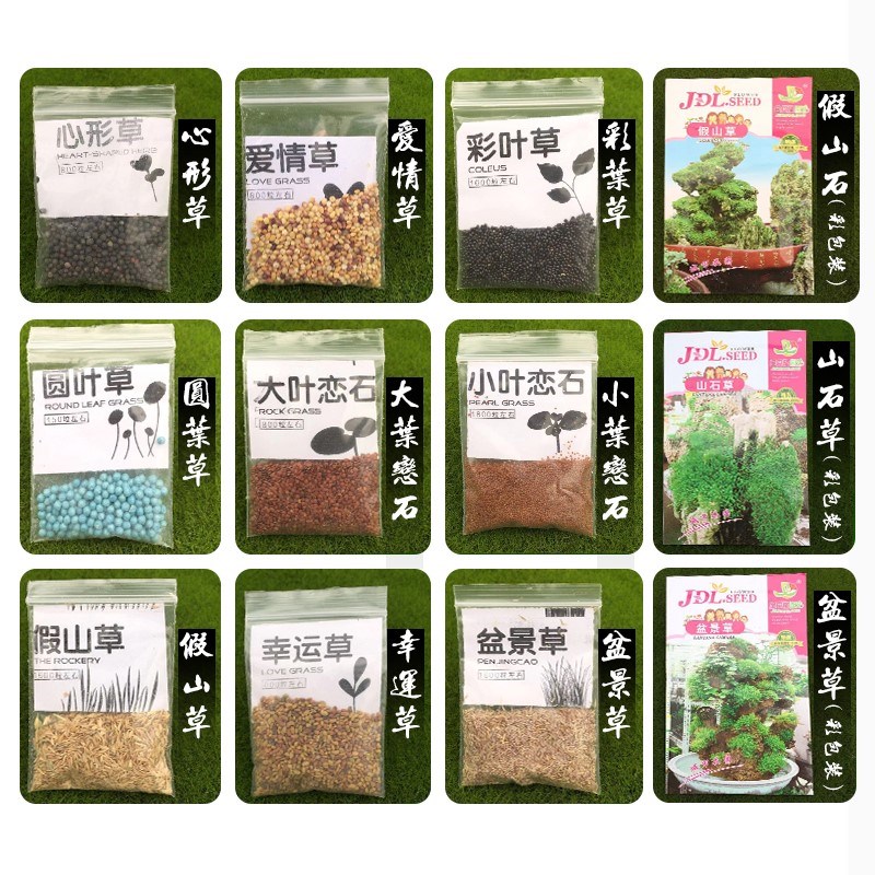 假山草籽上水石植物吸水石盆景盆栽奇花异草苔藓造景铺面珍珠草孢