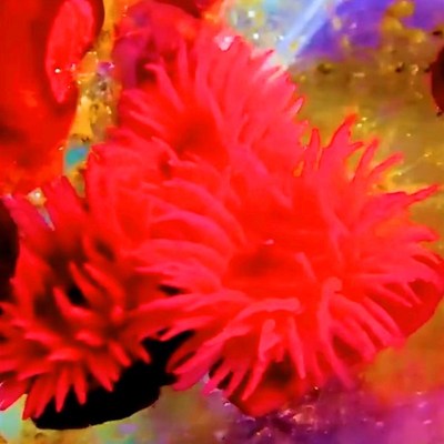 海葵珊瑚 奶嘴海葵荧光绿石葵小丑鱼共生鲜活红奶嘴软体海缸珊瑚