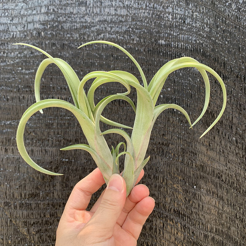 空气凤梨植物 花中花小号形态超美绿植盆栽花草