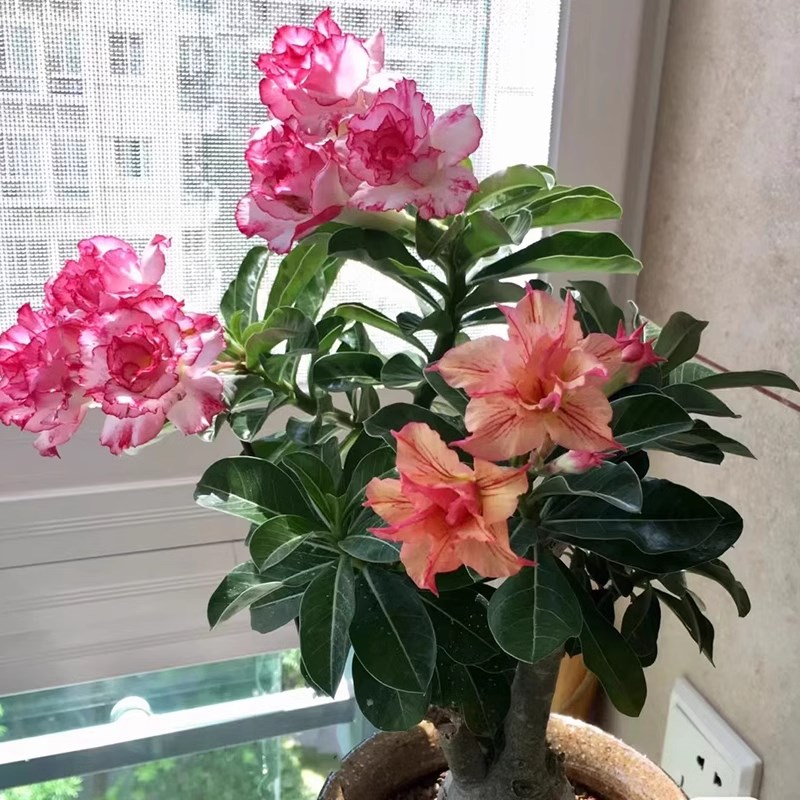 重瓣沙漠玫瑰花苗盆栽四季花卉绿植物老桩室内阳台小盆景开花不断