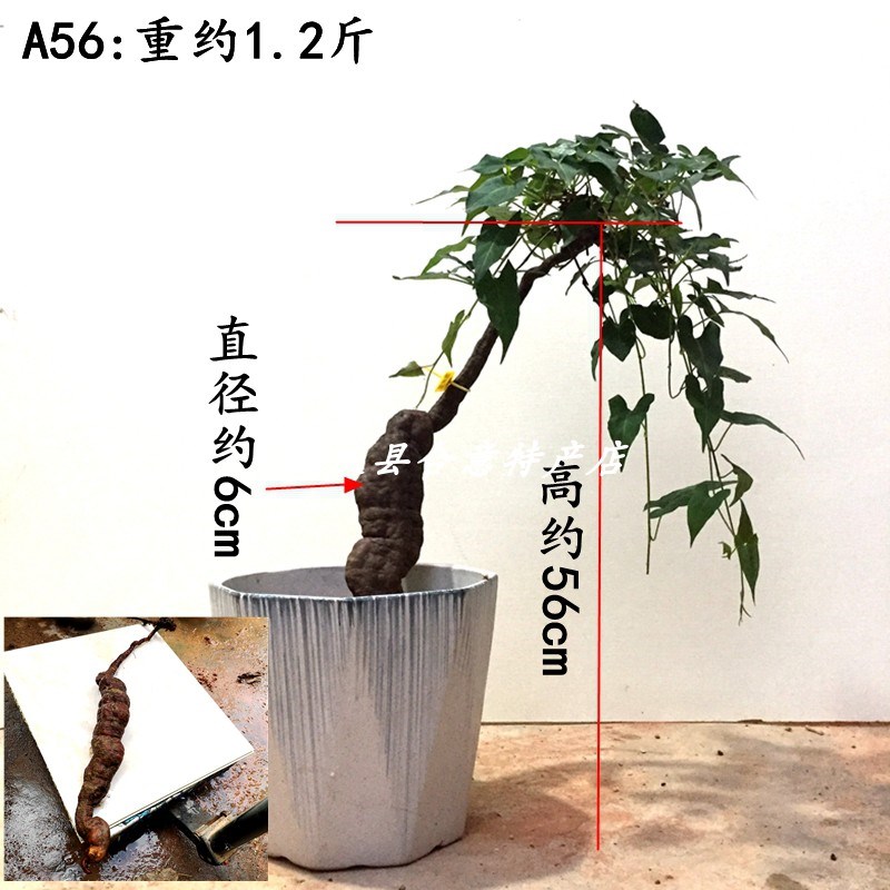 何首乌盆栽 首乌种苗乌发中药材盆景阳台客厅多年生造型绿植包邮