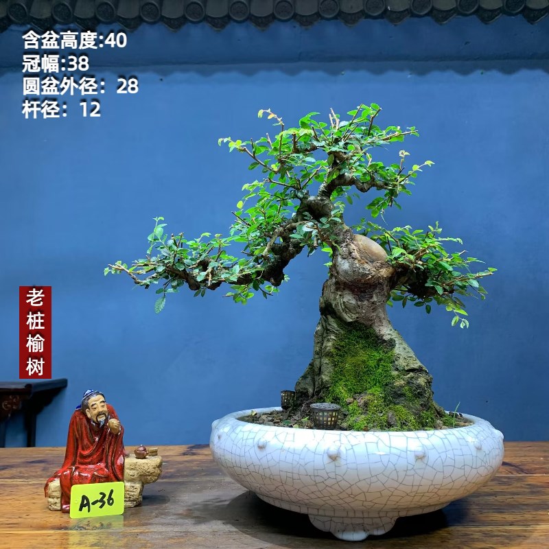 榆树老桩矮霸榆树老桩坨坨小叶榔榆一物一拍榆树盆景种好带盆