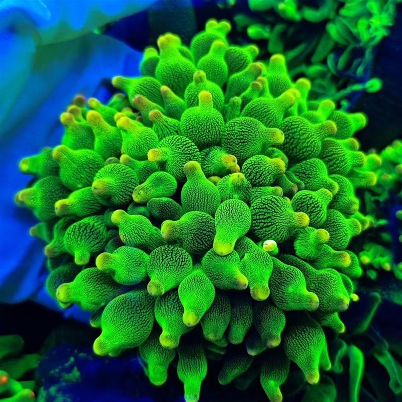 奶嘴海葵荧光绿奶红奶嘴小丑鱼共生海葵地毯软体珊瑚海水生物海缸