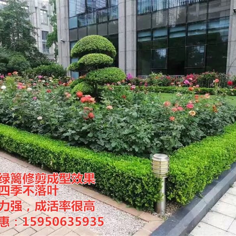 庭院小区别墅绿化苗冬青黄杨苗四季常青围栏围墙篱笆绿篱植物树苗
