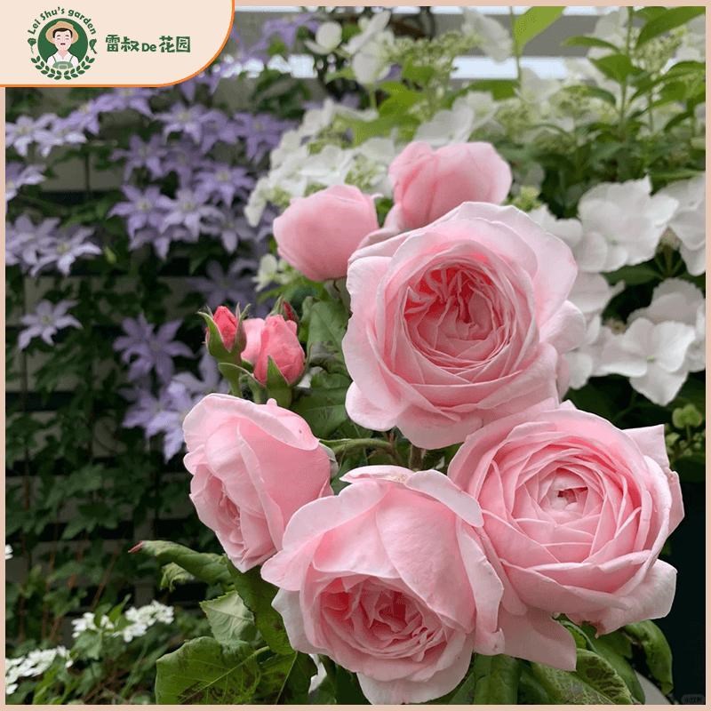 雷叔家娜荷马月季玫瑰花苗带盆栽好爬藤拱门花墙浓香抗病藤本庭院