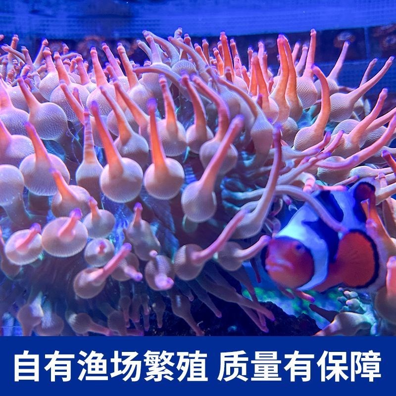 雪花红奶嘴海葵荧光绿红海葵珊瑚绿地毯小丑鱼共生软体