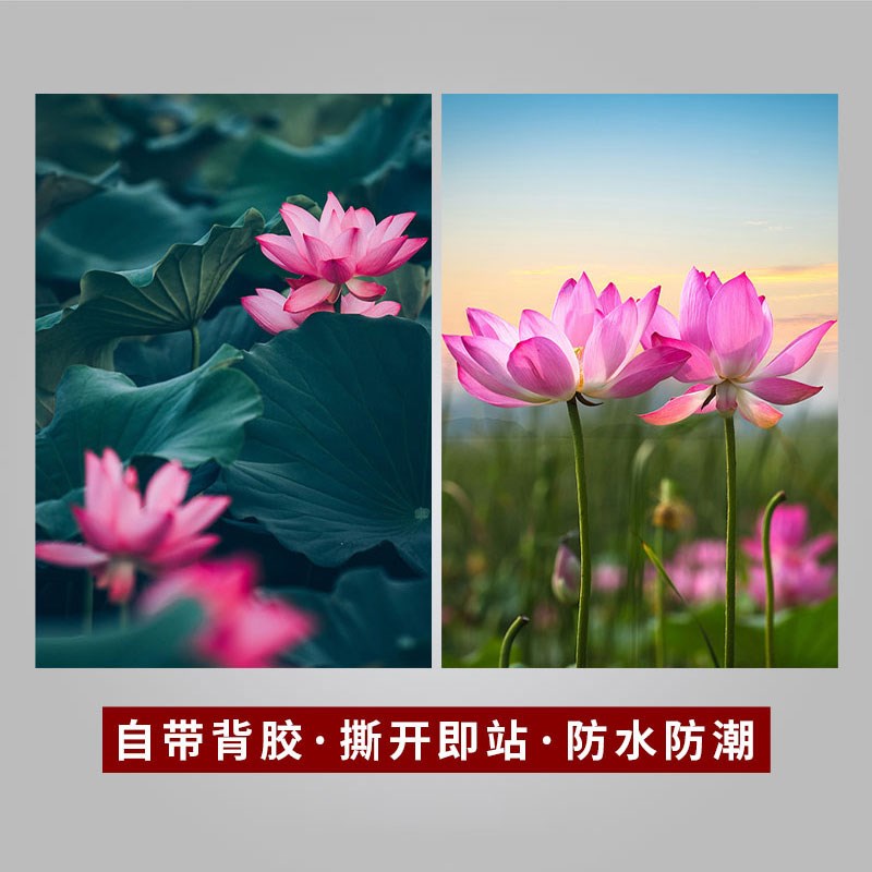 荷花鲤鱼图装饰贴画厨房卫生间横版莲花图自粘画立体高清竖版打印图片