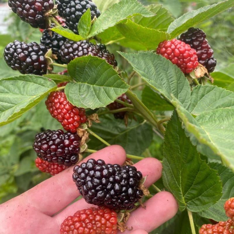 双季黑莓PK45 153组培双季黑莓 树莓 绿植庭院阳台南北方种植
