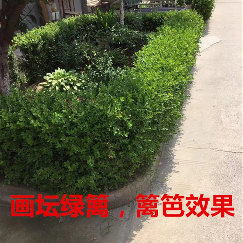 特大小叶黄杨球苗花箱栽植黄杨球瓜子黄杨篱笆苗庭院绿化四季长青