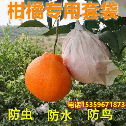 水果橙子柑橘套袋沃柑红美人爱媛耙耙柑专用防虫防水防晒保护套袋