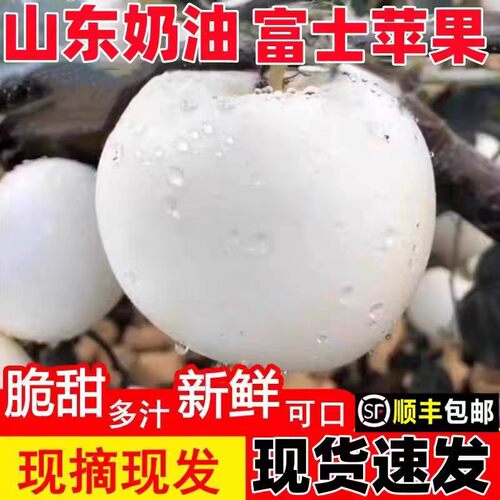 山东奶油富士苹果牛白黄金