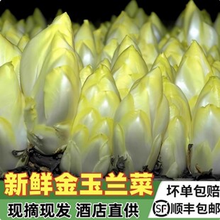 顺丰新鲜金玉兰菜生吃苦白菜欧洲菊苣比利时芽球沙拉新鲜蔬菜食材