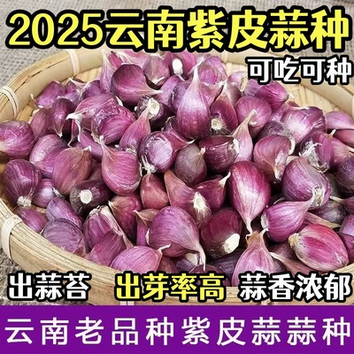 2025年云南紫皮蒜瓣新干红