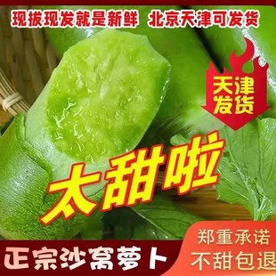 正宗天津沙窝萝卜天星2号不辣现挖新鲜蔬菜脆甜水果青萝卜礼盒