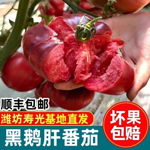 顺丰山东寿光黑鹅肝番茄新鲜牛排大柿子自然熟老品种沙瓤西红柿
