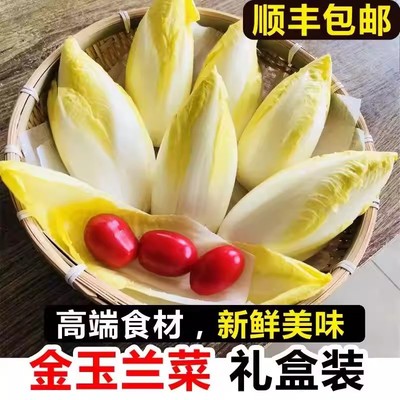 顺丰新鲜金玉兰菜生吃苦白菜欧洲菊苣比利时芽球沙拉新鲜蔬菜食材
