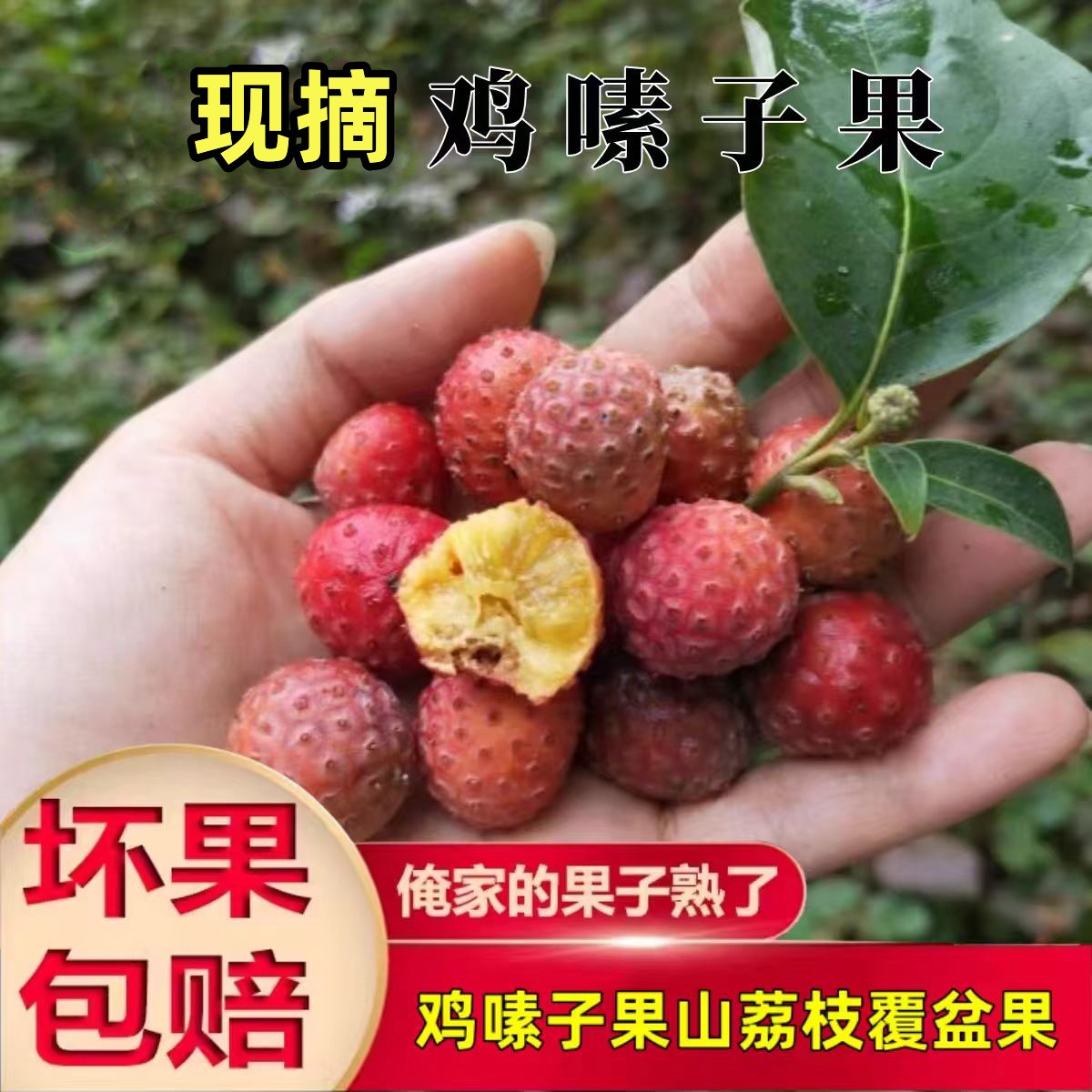 云南新鲜鸡嗉子果山荔枝覆