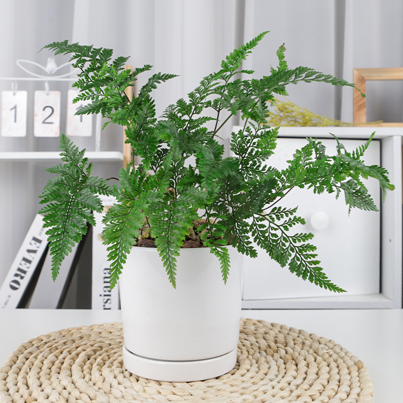 蕨类植物铁线蕨盆栽驱蚊狼尾蕨鸟巢蕨铁丝草四季常青室内喜阴植物