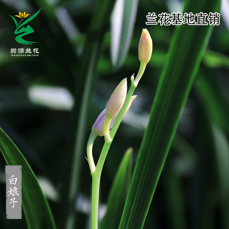 翁源兰花苗四季建兰白娘子高端浓香好养室内阳台绿植花卉盆栽