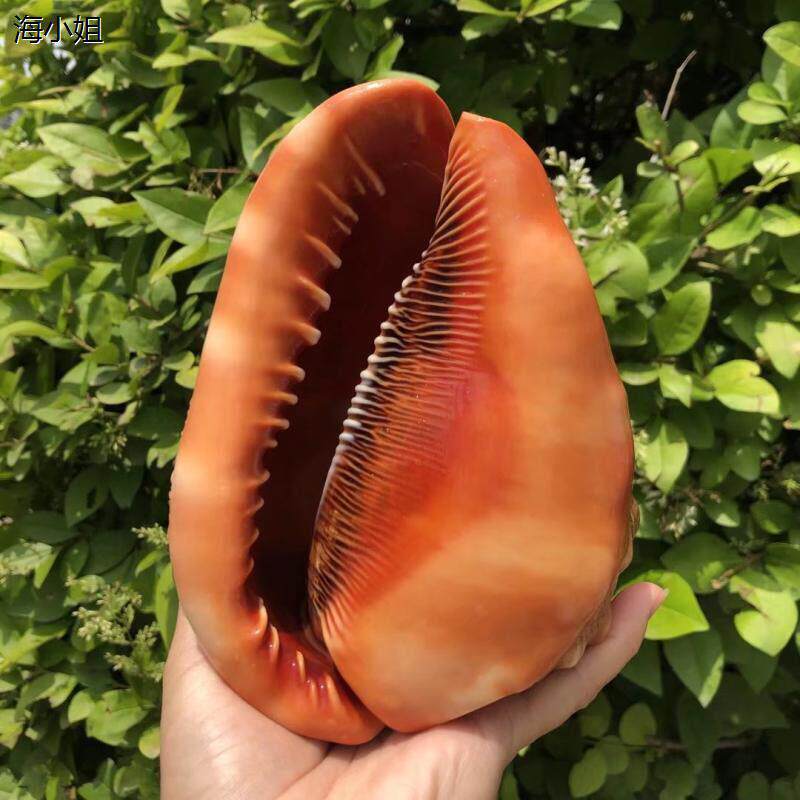 万宝螺天然贝壳海螺标本螺鱼缸水族造景装饰品家居摆饰橱窗道具