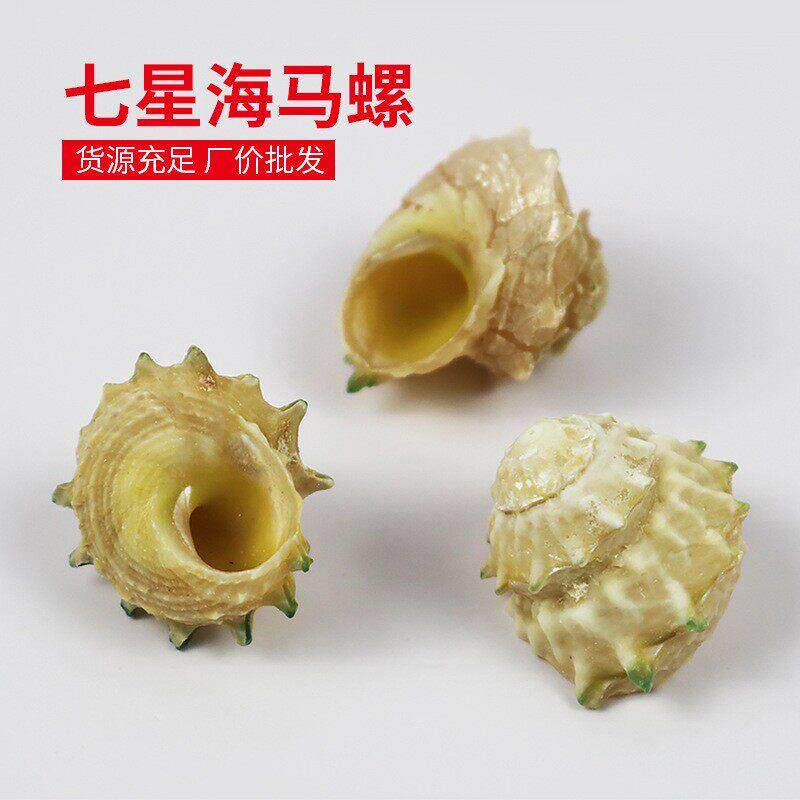 称斤天然小海螺贝壳七星海马螺标本寄居蟹替换壳鱼缸造景装饰摆饰