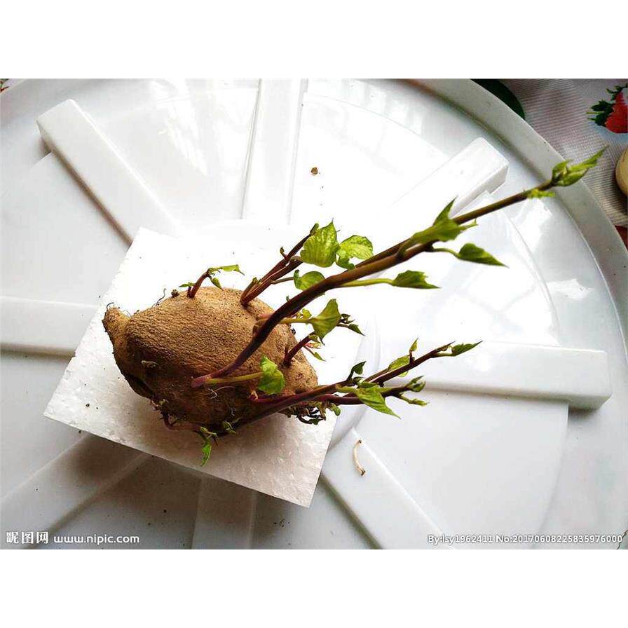 发芽红薯番薯地瓜苗水培蔬菜土培植物盆景阳台观赏吃叶子幼儿园用