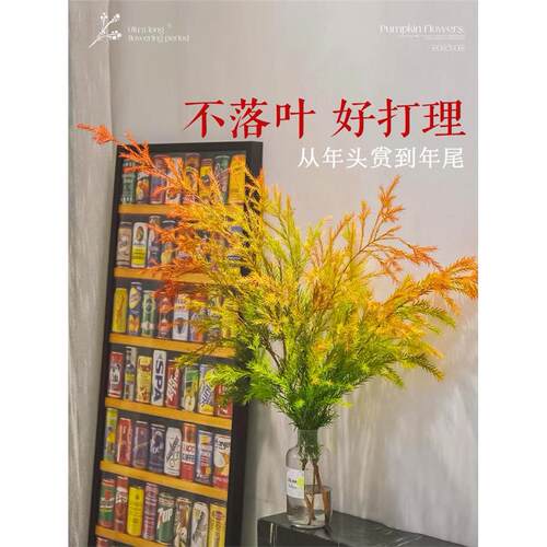 千层金鲜花水培绿植物黄