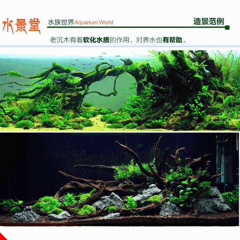 沉木造景套餐鱼缸灯鱼缸水族箱造景水草L小鱼缸里的水草植物真草
