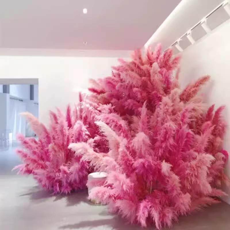网红乾燥花芦苇烟火大蒲苇ins永生花粉色蒲苇婚礼落地装饰家居摆