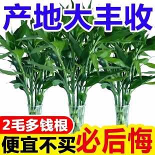 带根富贵竹水养客厅带根水培植物盆栽土易活大宽叶富贵竹粗竹加粗