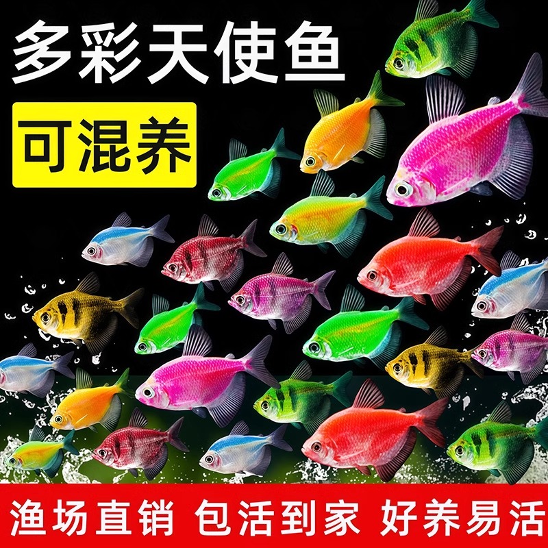 彩色天使鱼活体观赏鱼耐死小型