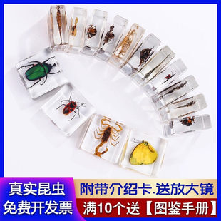 昆虫标本树脂胶海洋生物植物水晶滴胶幼儿园教学蝎子甲虫虾蜡蝉