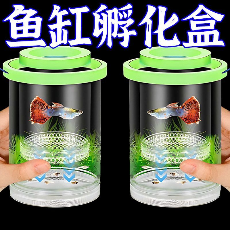 孔雀鱼繁殖隔离盒凤尾鱼孕母鱼
