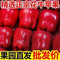 正宗花牛苹果新鲜现摘水果当季整箱糖心红蛇粉面丑平安果