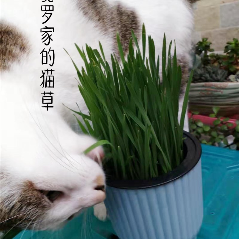 预订款10d包 新鲜现成吐毛球猫草免种即食植物化毛膏