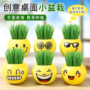 创意草头长草娃娃迷你可爱盆栽水培桌面趣味阳台绿植物儿童种植
