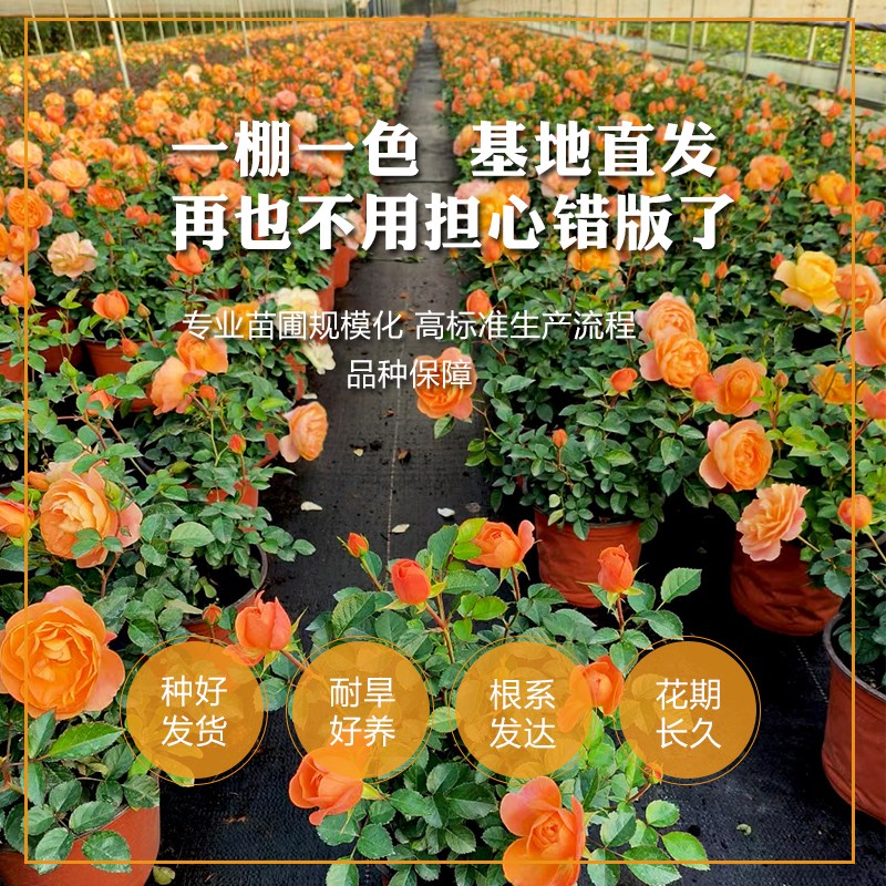 果汁阳台月季盆栽大苗玫瑰花苗四季开花带花苞黄红小苗花卉灌木