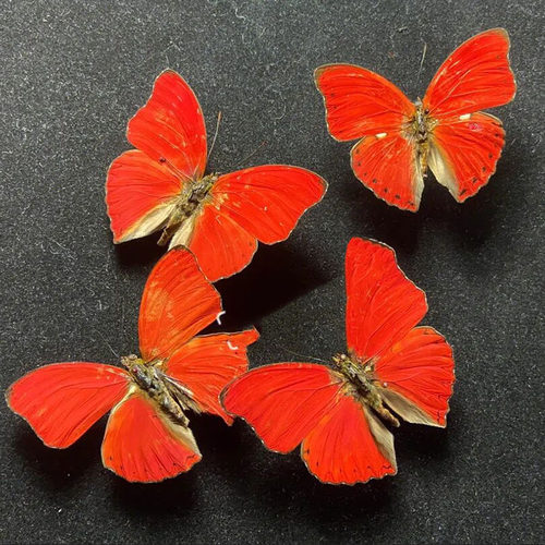 厂家直销真蝴蝶标本展翅昆虫收藏学生创意生日礼品幼儿园教艺术