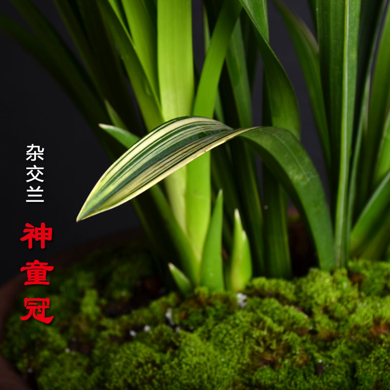 浓香大花蕙兰建兰神童冠 带盆 金边叶艺兰花 室内外盆栽花卉植物