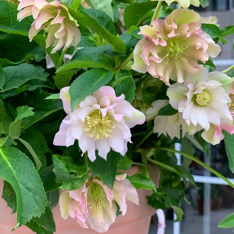 四季铁筷子盆栽冬日玫瑰花苗耐寒植物花期超长室内庭院阳台花卉