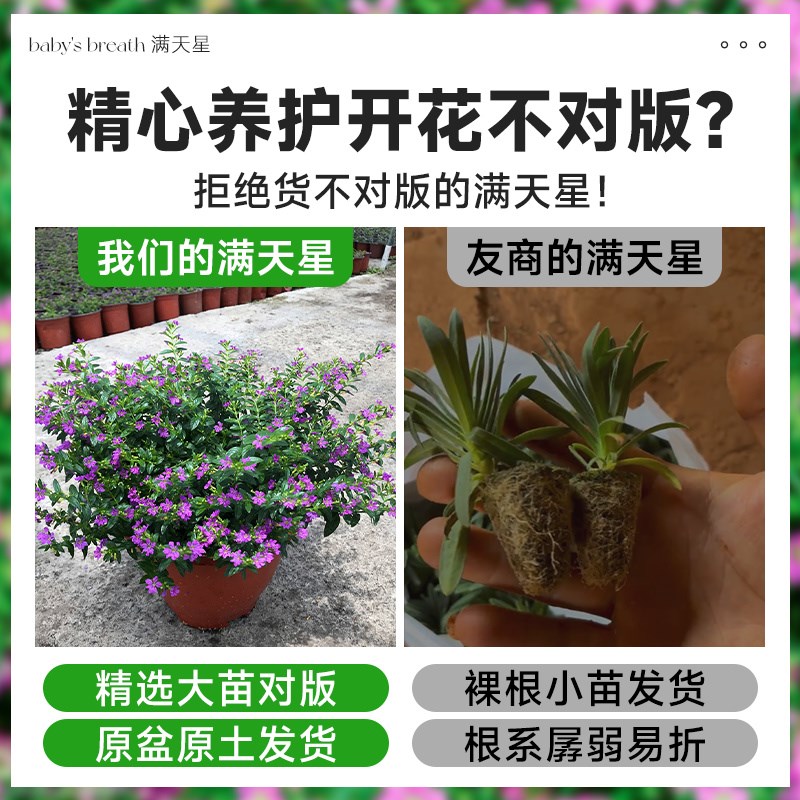 满天星花苗盆栽四季花卉植物室内花阳台客厅桌面绿植玛格丽特盆景